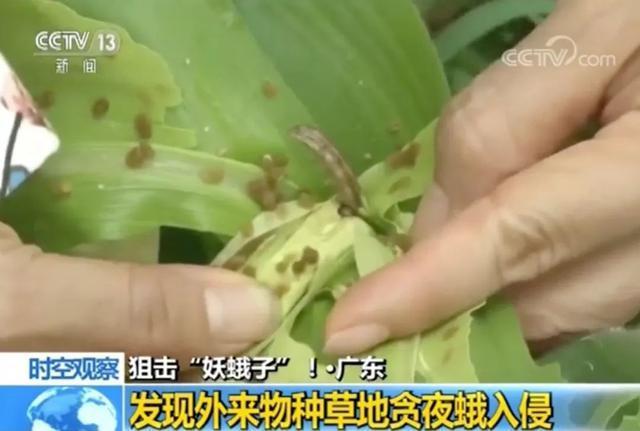 绿色防控诱芯诱捕器诱剂美国白蛾诱芯丨二化螟诱芯丨草地贪夜蛾诱芯