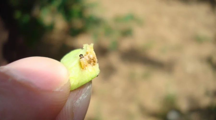 专业生产昆虫信息素性诱芯诱捕器