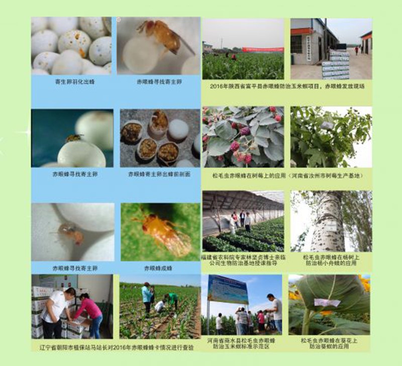 专业生产昆虫信息素性诱芯诱捕器