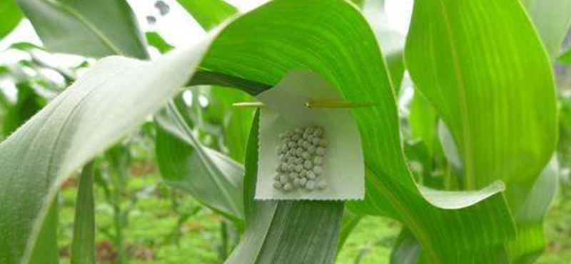 专业生产昆虫信息素性诱芯诱捕器