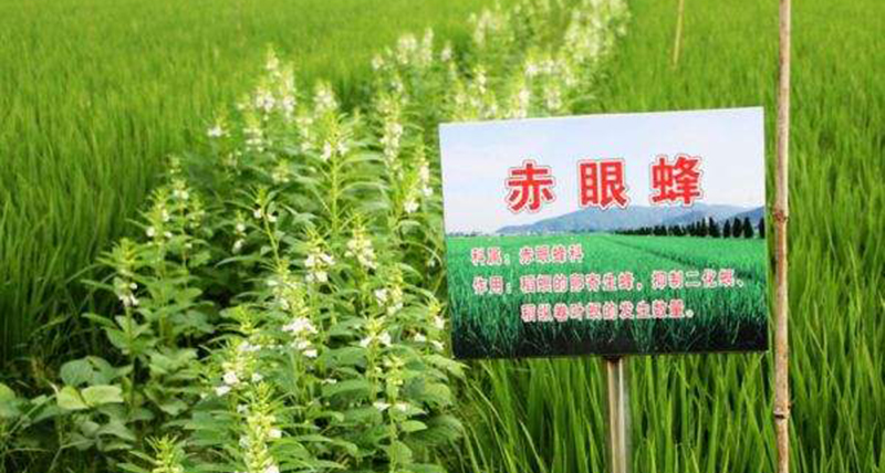 专业生产昆虫信息素性诱芯诱捕器