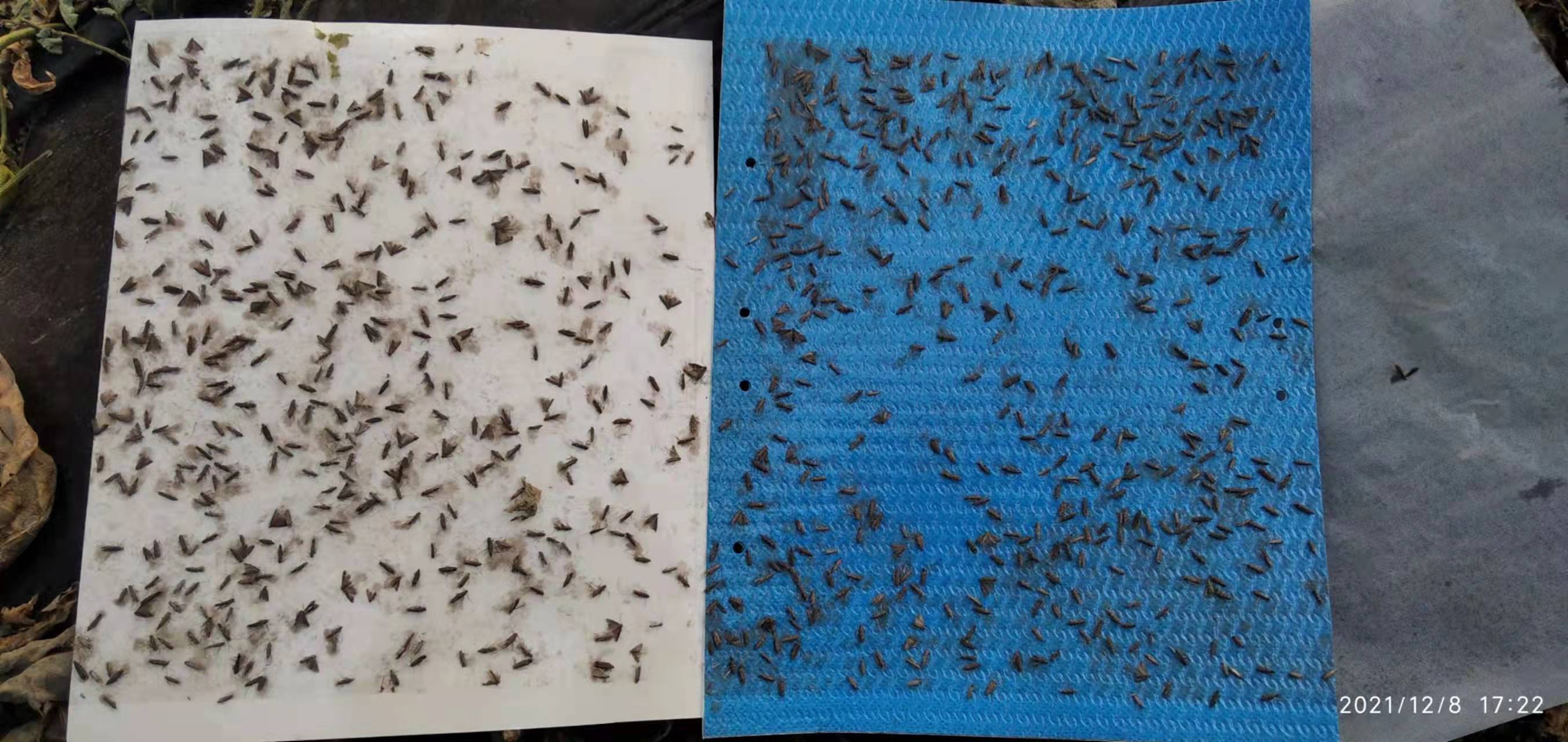 专业生产昆虫信息素性诱芯诱捕器