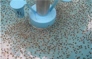 专业生产昆虫信息素性诱芯诱捕器