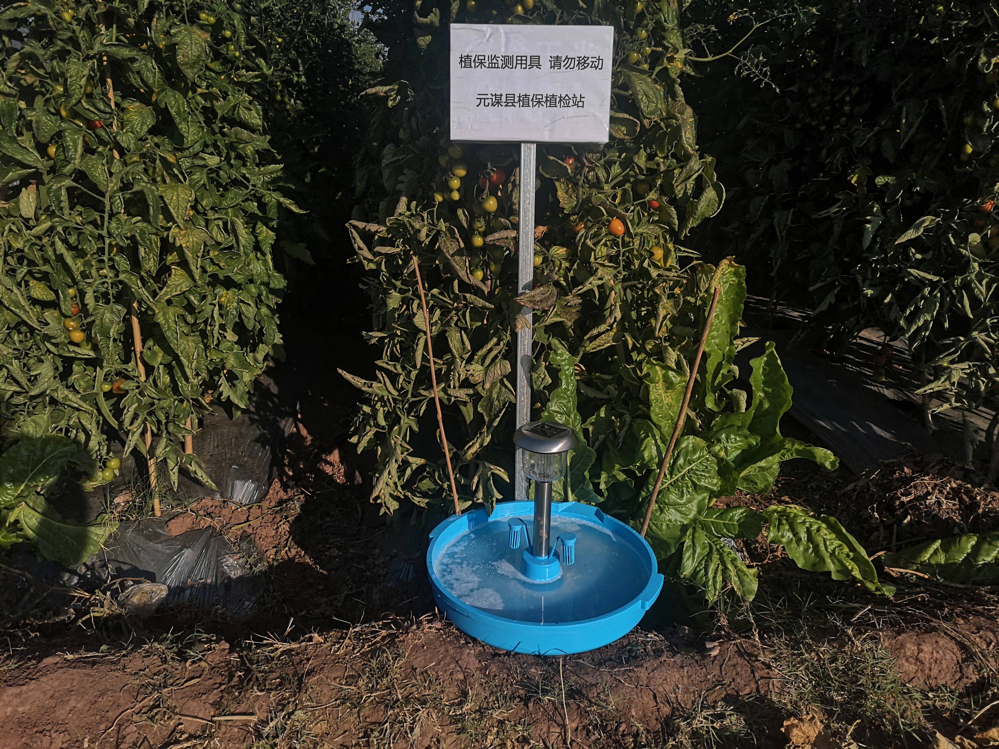 专业生产昆虫信息素性诱芯诱捕器