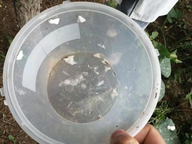专业生产昆虫信息素性诱芯诱捕器
