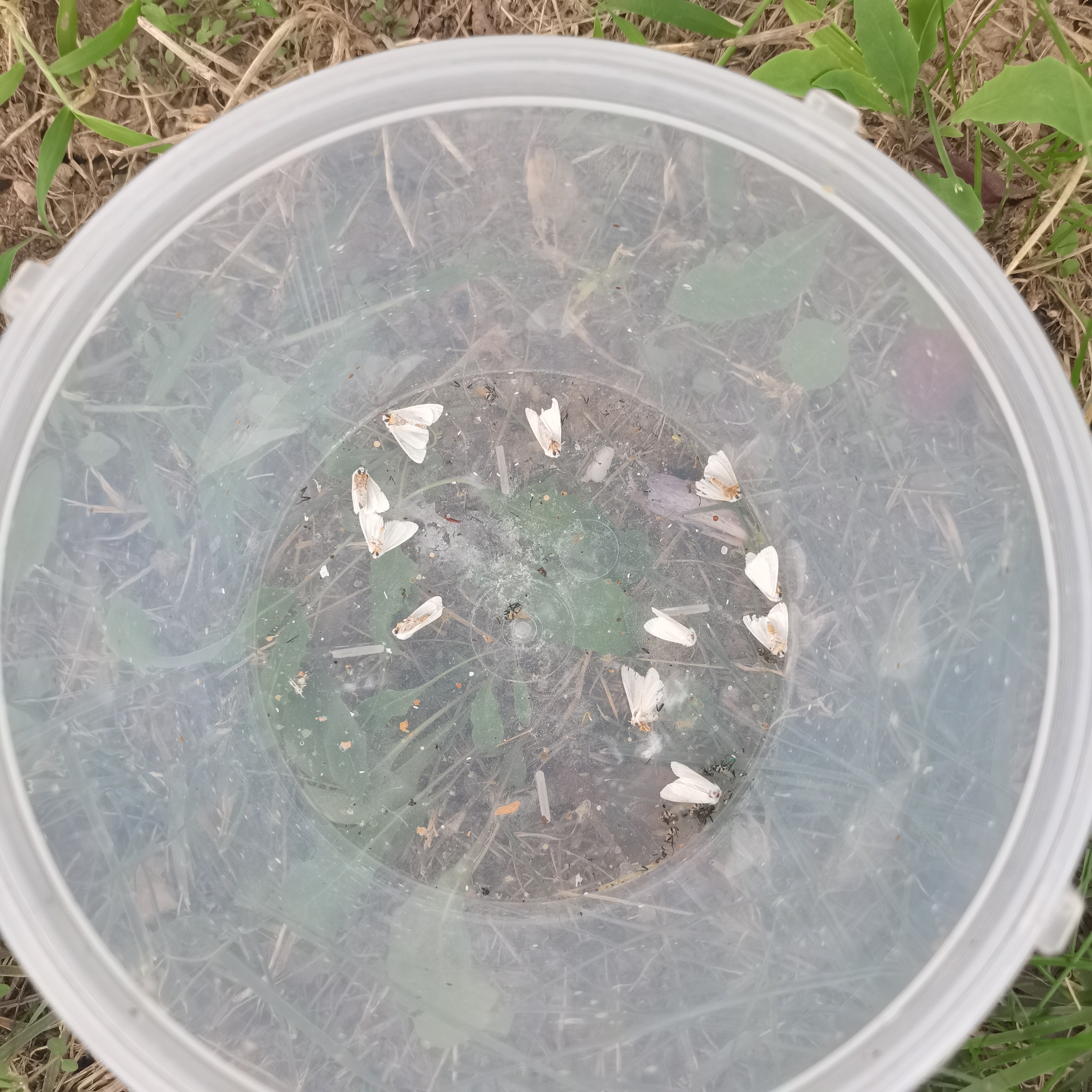 专业生产昆虫信息素性诱芯诱捕器