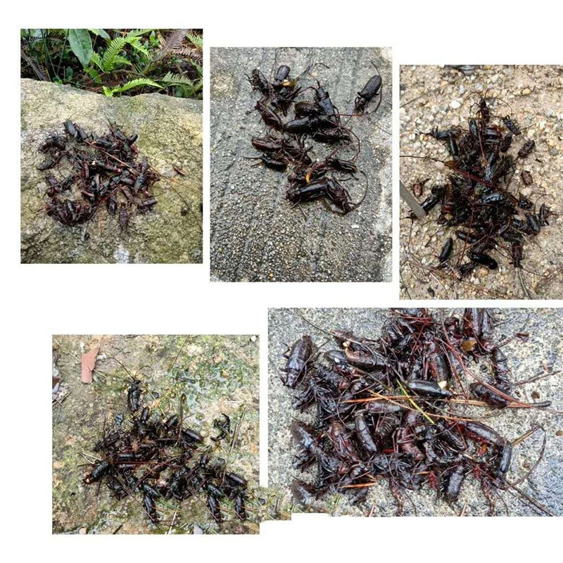 专业生产昆虫信息素性诱芯诱捕器