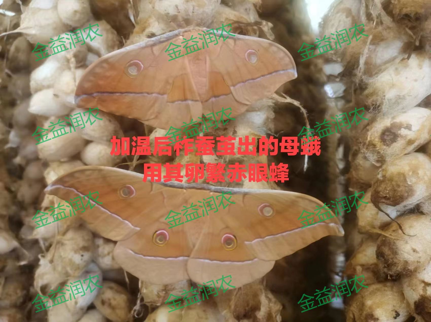 专业生产昆虫信息素性诱芯诱捕器