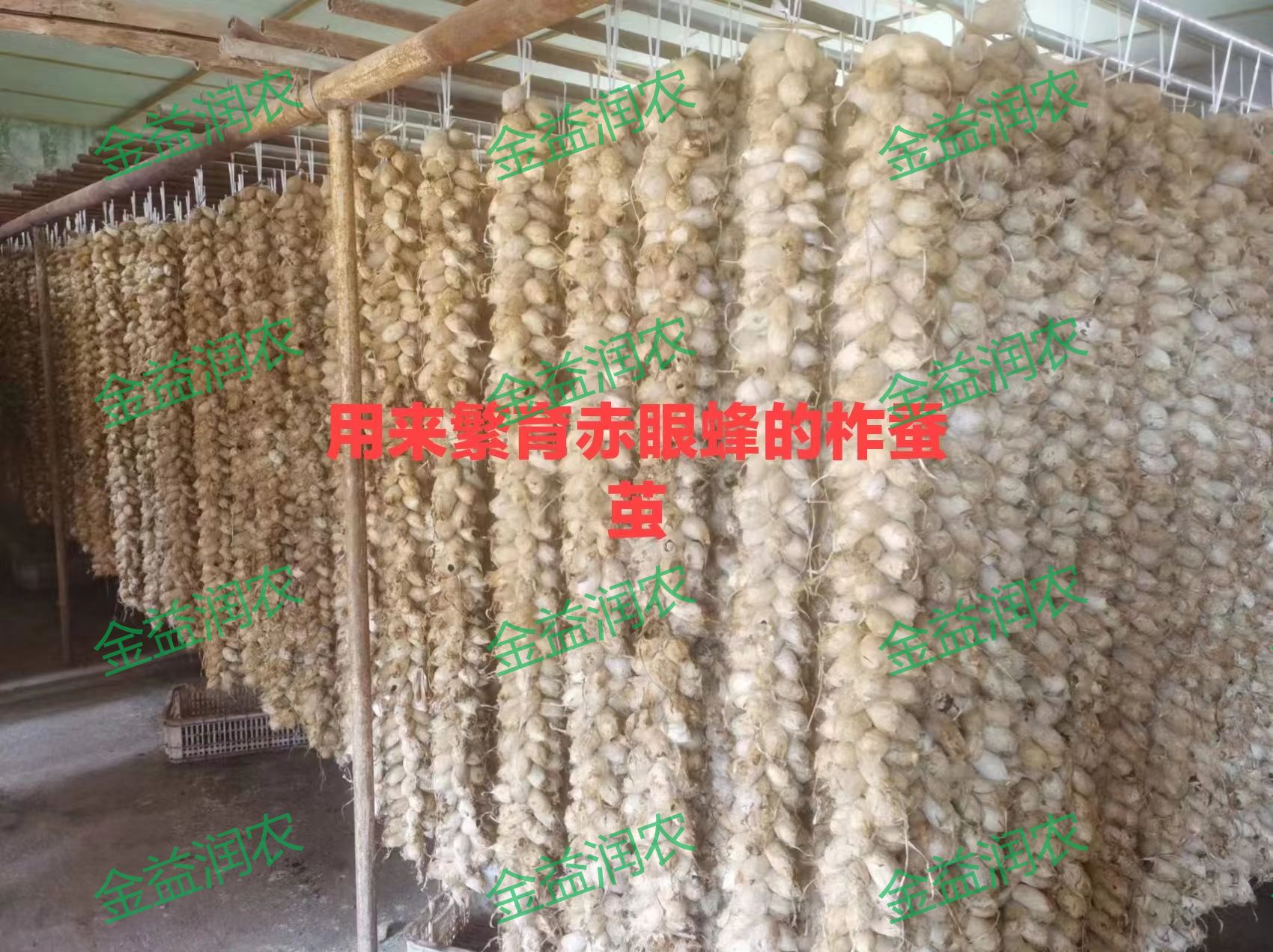 专业生产昆虫信息素性诱芯诱捕器