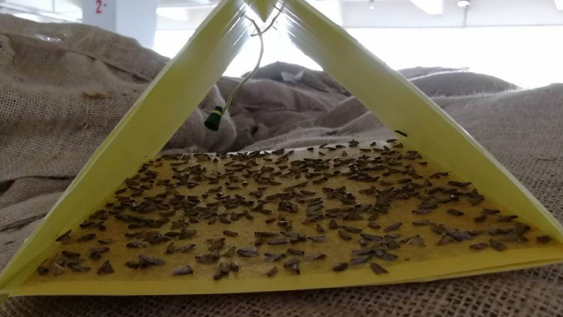 专业生产昆虫信息素性诱芯诱捕器