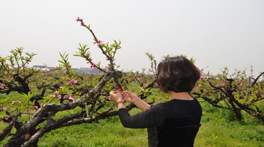 食心虫信息素迷向丝散发器