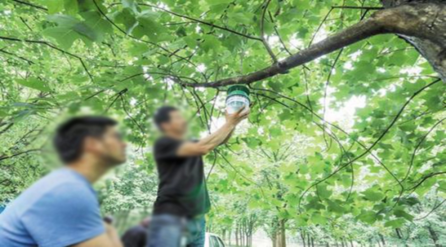 悬挂诱捕器监测美国白蛾